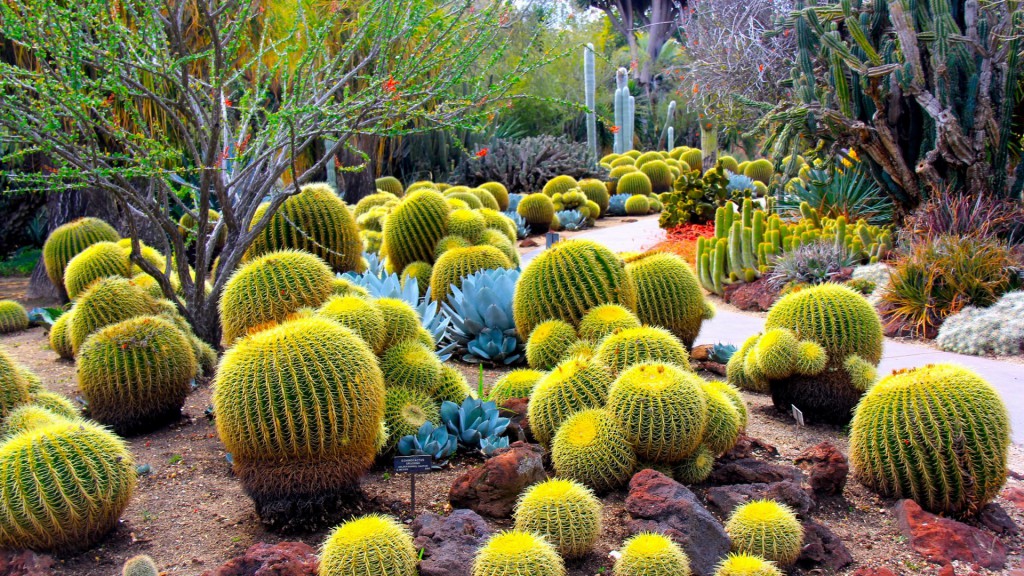 cactus-wallpaper-9