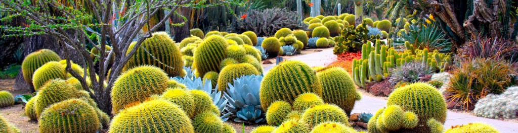 cropped-cactus-wallpaper-91.jpg